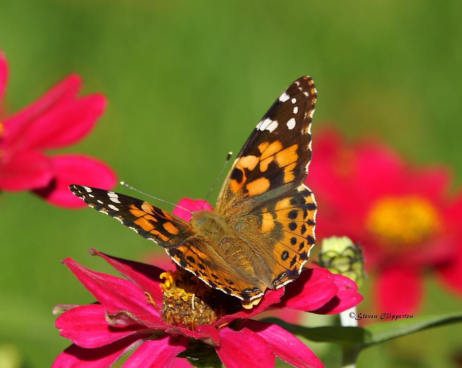 Butterfly #1 Photograph by Steven Clipperton