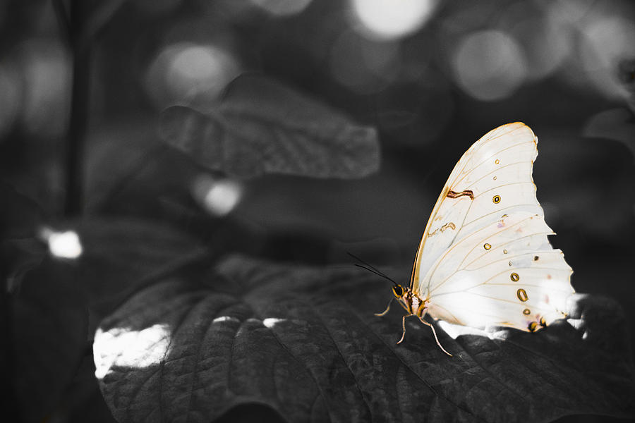 Butterfly Photograph by Bradley R Youngberg