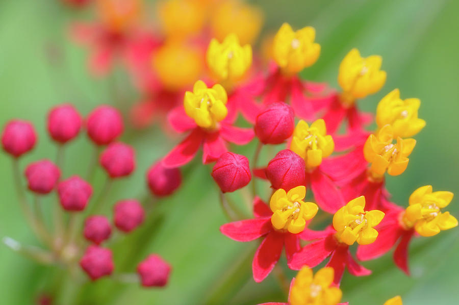 Butterfly Weed (asclepias Tuberosa) #1 Photograph by Maria Mosolova/science Photo Library