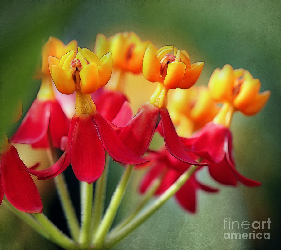 Butterfly Weed #1 Photograph by Judi Bagwell
