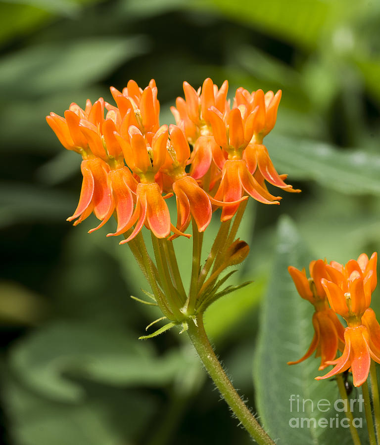Butterfly Weed 2 Photograph by Steven Ralser
