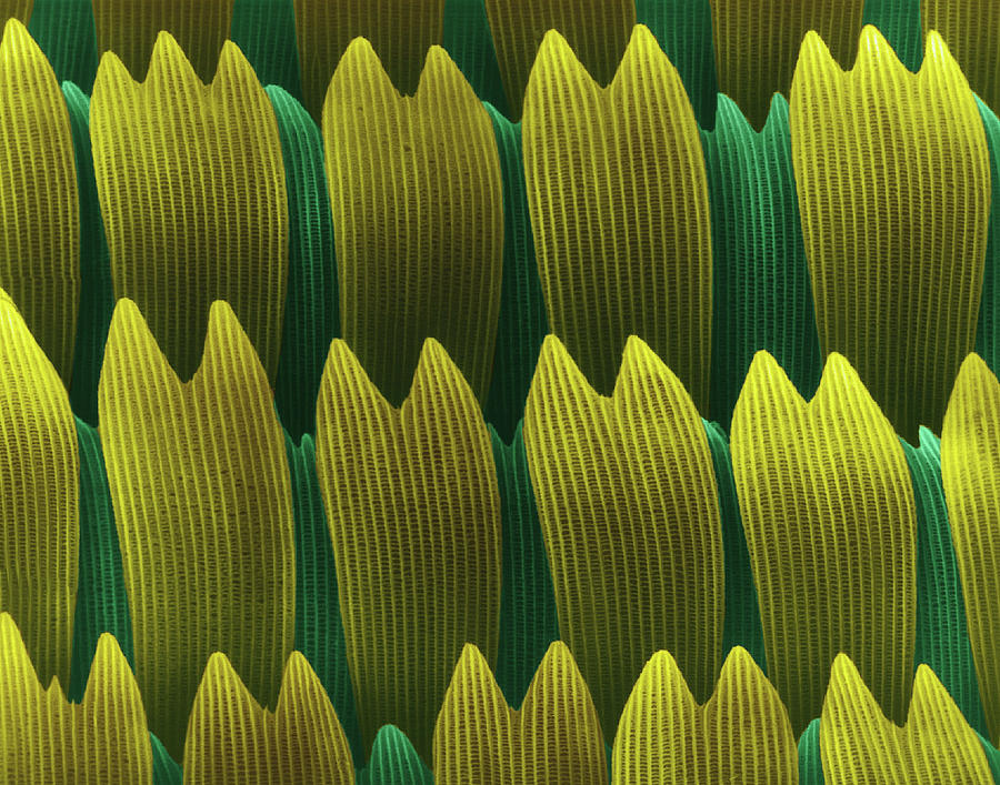 Butterfly Photograph - Butterfly Wing Scales #1 by Dennis Kunkel Microscopy/science Photo Library