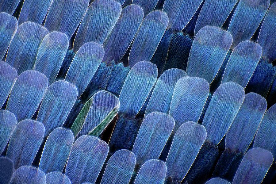 Butterfly Wing Scales #1 Photograph by Frank Fox
