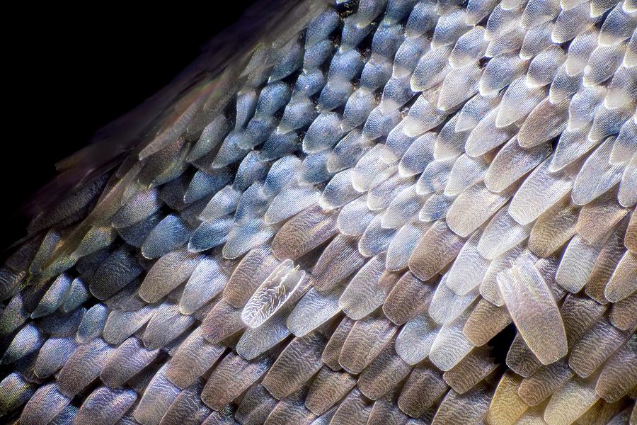 Butterfly Wing Scales #1 Photograph by Frank Fox/science Photo Library