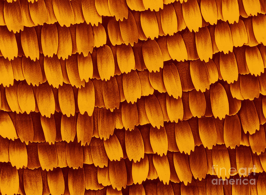 SEM of Butterfly Wing Scales Photograph by Biophoto Associates