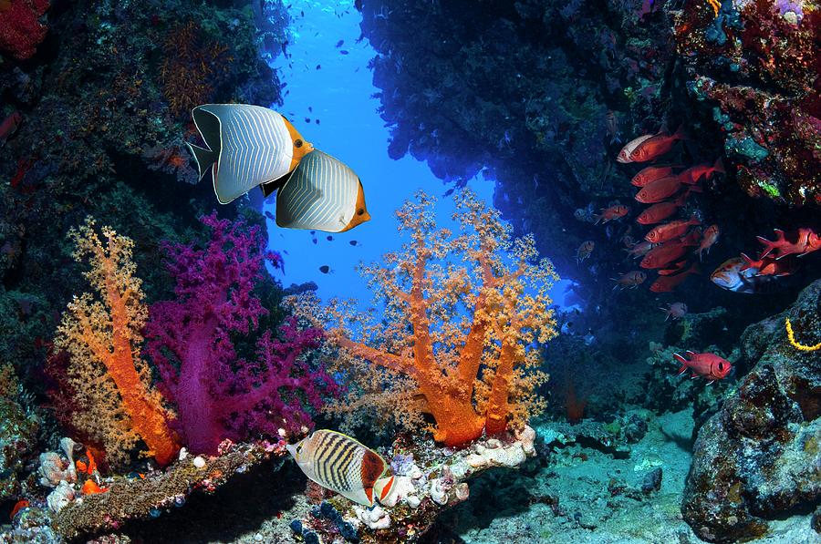 Fish Photograph - Butterflyfish And Soft Corals On A Reef #1 by Georgette Douwma/science Photo Library