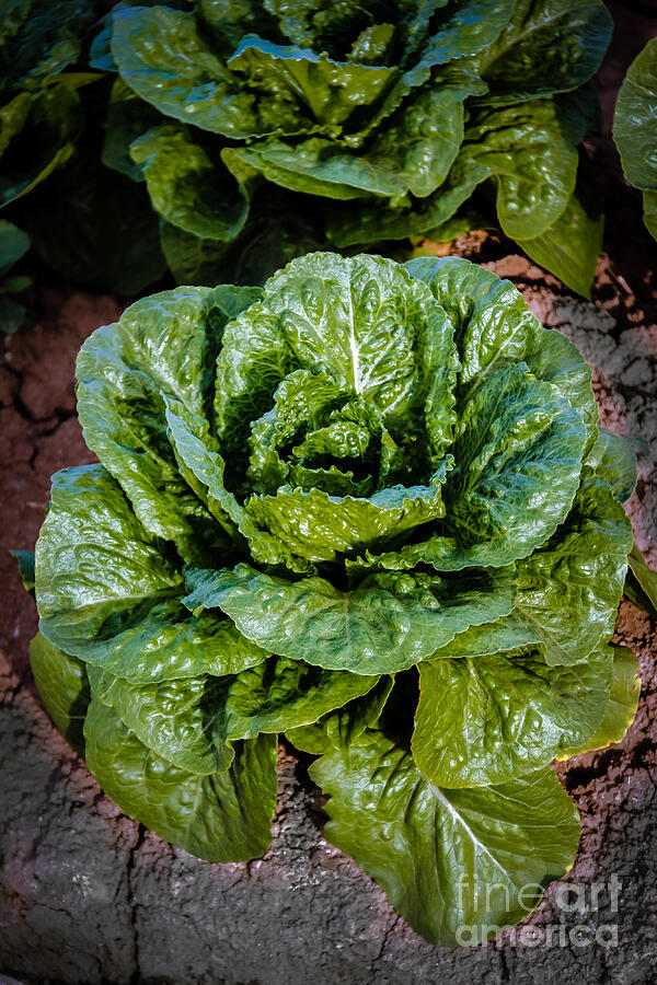 Butterhead Lettuce Photograph by Robert Bales