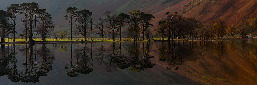 Buttermere Pines #1 Photograph by Nick Atkin