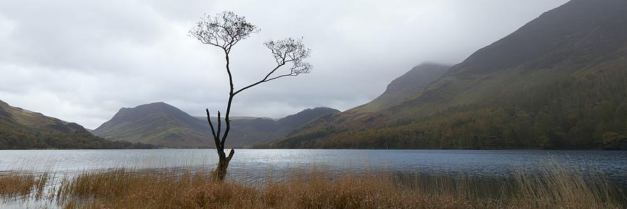Buttermere Tree #1 Photograph by Nick Atkin