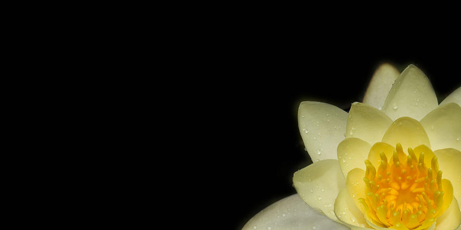 Flowers Still Life Photograph - Buttery #1 by Rebecca Cozart