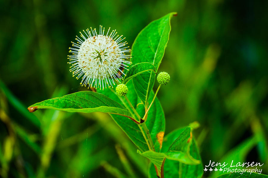 The Buttonbush Flower Photograph by Jens Larsen