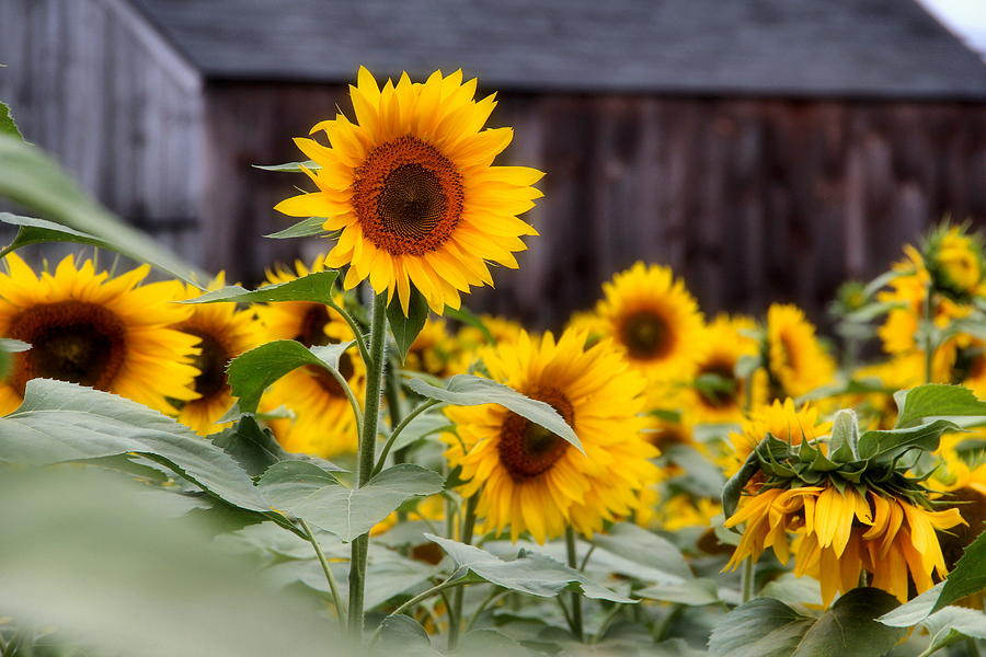 Landscape Photograph - Buttonwood Farm Sunflowers #1 by Andrea Galiffi