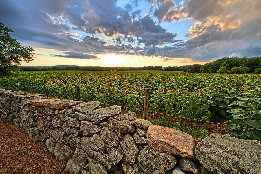 Buttonwood Sunflowers #1 Photograph by Andrea Galiffi