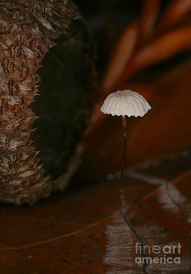 C Ribet Mushroom and Fungi Art Acorn Still Life #1 Photograph by C Ribet