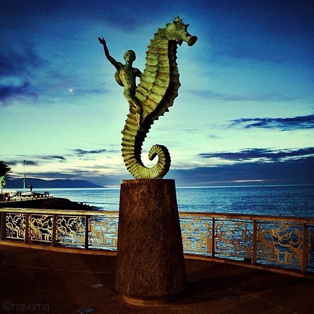 Seahorse Photograph - Caballeo Del Mar #1 by Natasha Marco