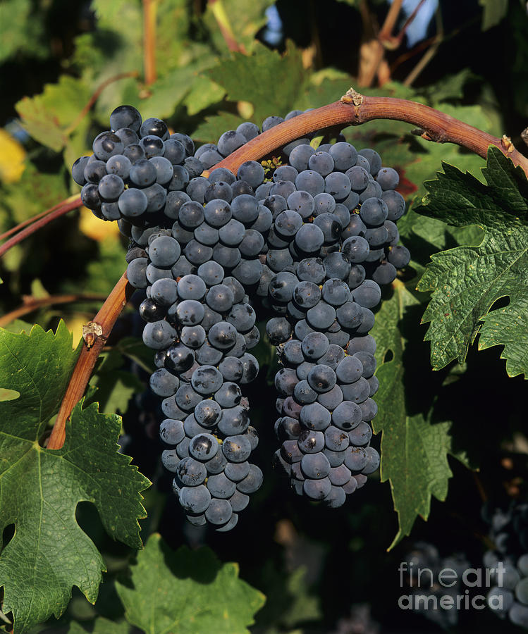 Cabernet Sauvignon Clusters #1 Photograph by Craig Lovell