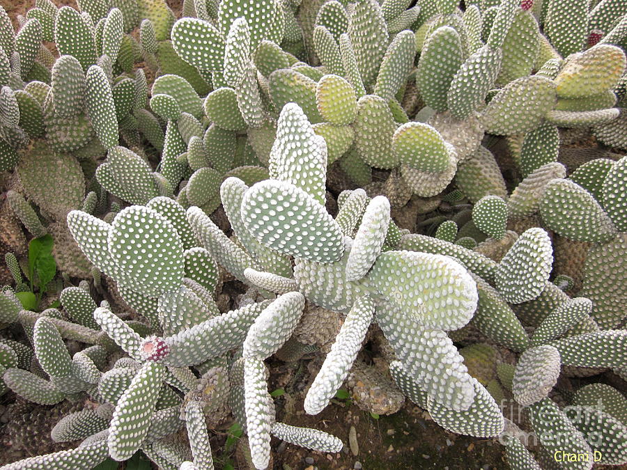 Cacti #13 Photograph by Chani Demuijlder