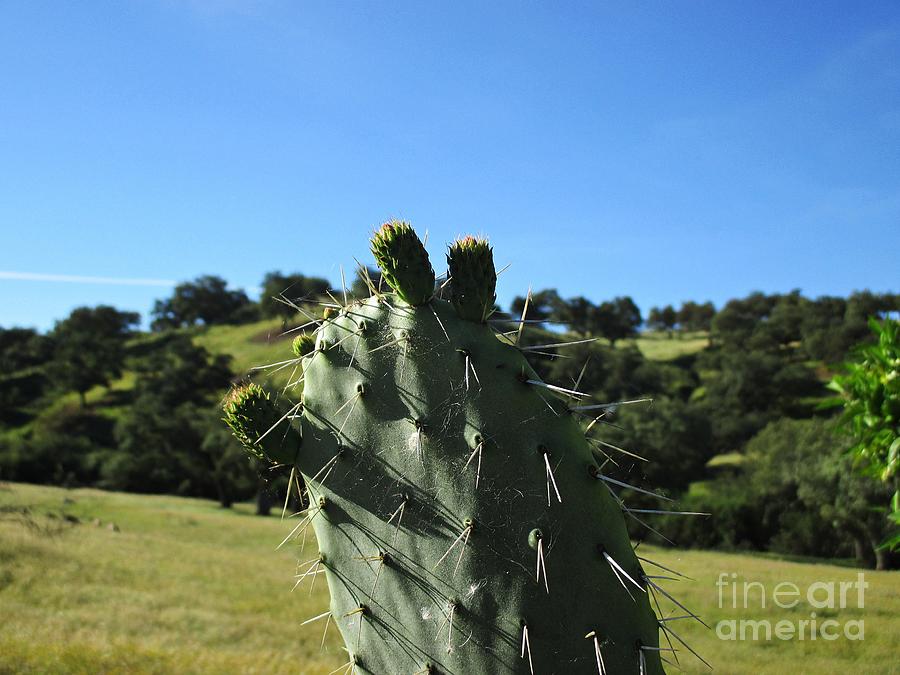 Cacti in the mountains #2 Photograph by Chani Demuijlder