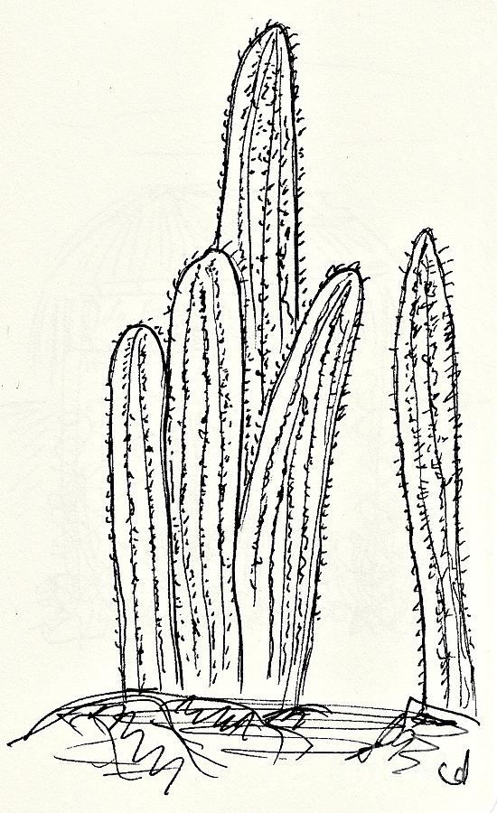 Cacti in the Parque de la Paloma in Benalmadena #1 Drawing by Chani Demuijlder