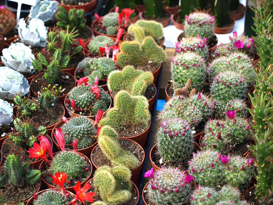 Cacti Photograph by Petra Sarac | Fine Art America