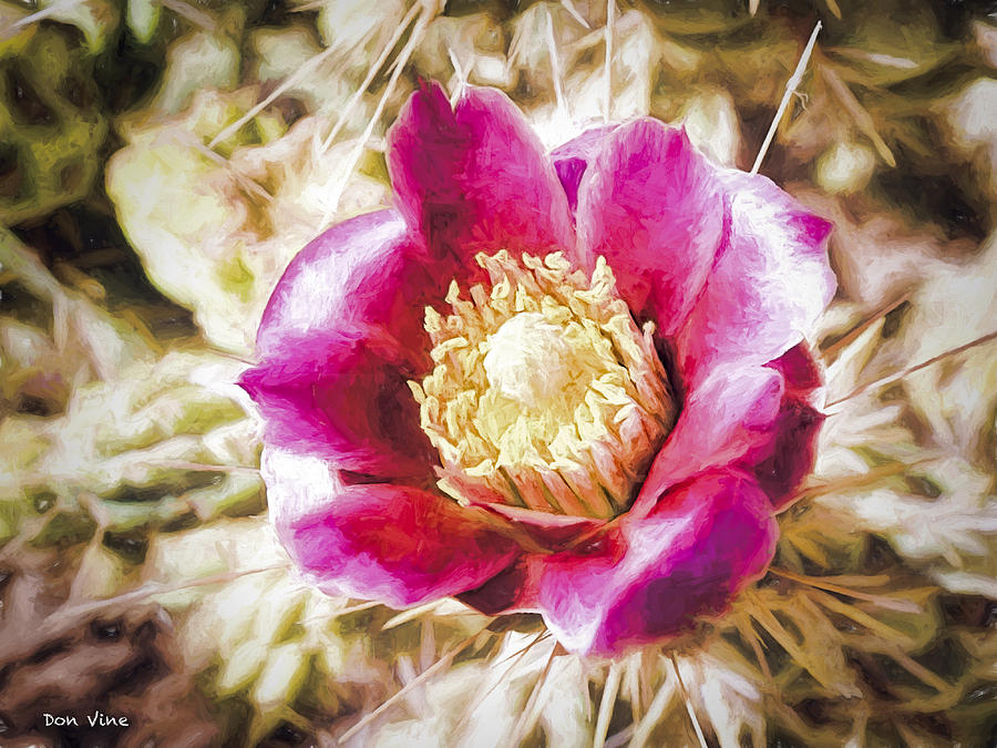 Cactus Blossom #1 Photograph by Don Vine