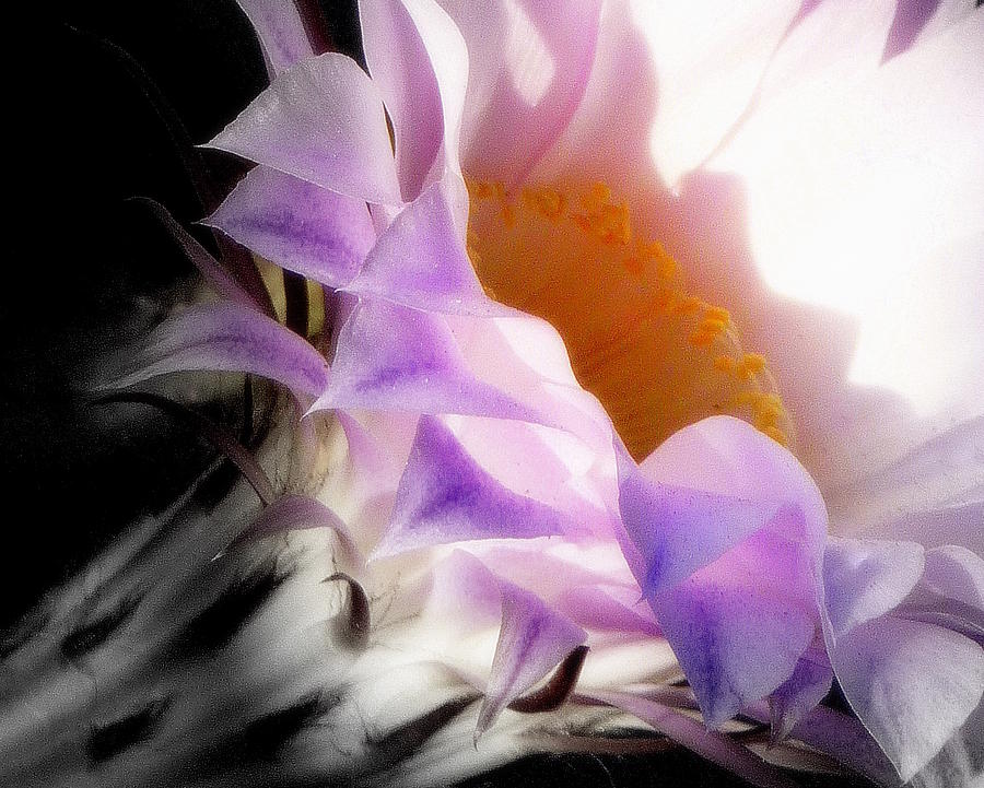 Cactus Blossom #1 Photograph by Jodie Marie Anne Richardson Traugott          aka jm-ART