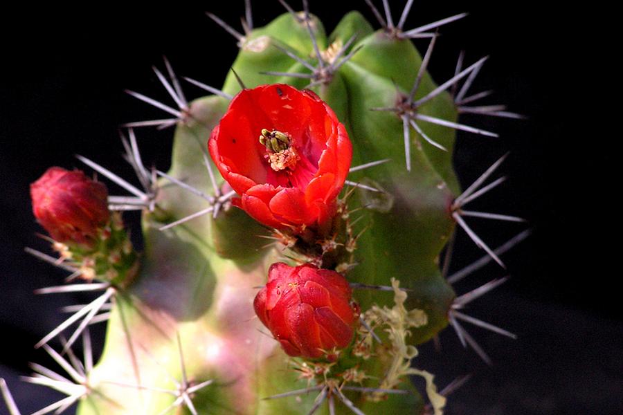Cactus Flower #1 Photograph by Marilyn Burton