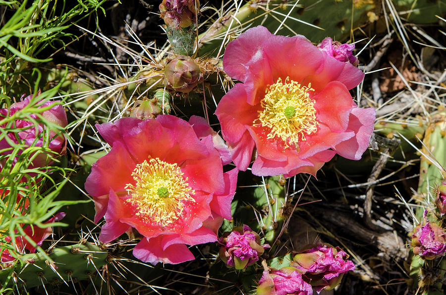 Arid Photograph - Cactus Flowers, Capitol Reef National by Michael Defreitas Arid Photograph - Cactus Flowers, Capitol Reef National by Michael Defreitas