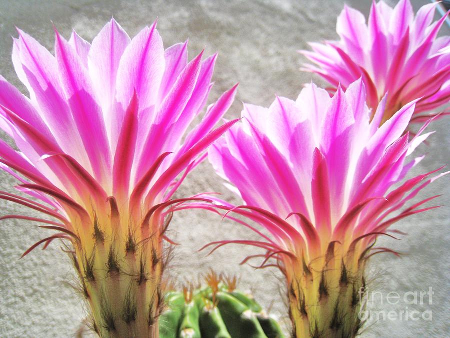 Cactus Flowers #1 Photograph by John King I I I
