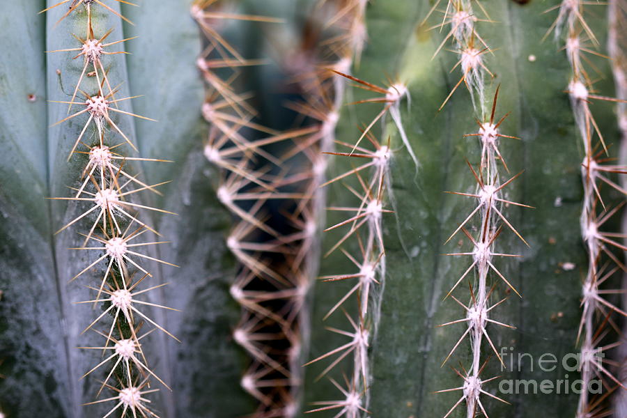 Cactus #1 Photograph by Henrik Lehnerer
