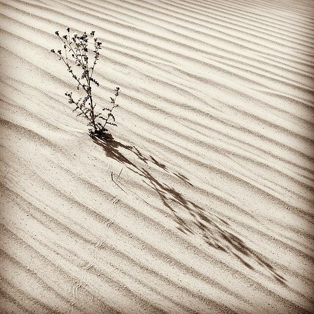 Pattern Photograph - Cactus In Desert #2 by Hitendra SINKAR