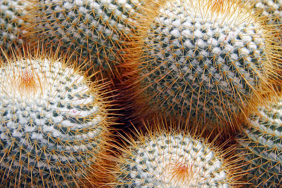 Cactus #1 Photograph by Jim McCullaugh