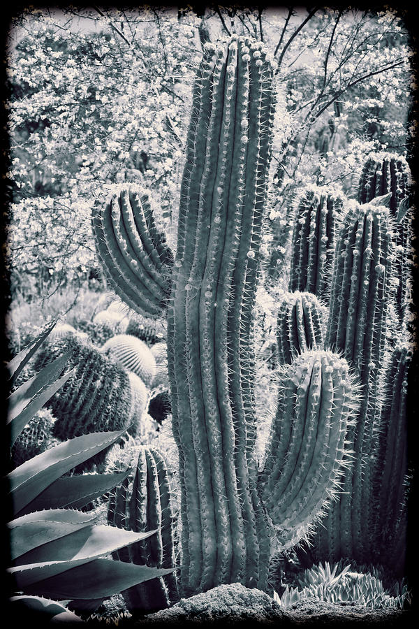 Vintage Photograph - Cactus Land #1 by Kelley King
