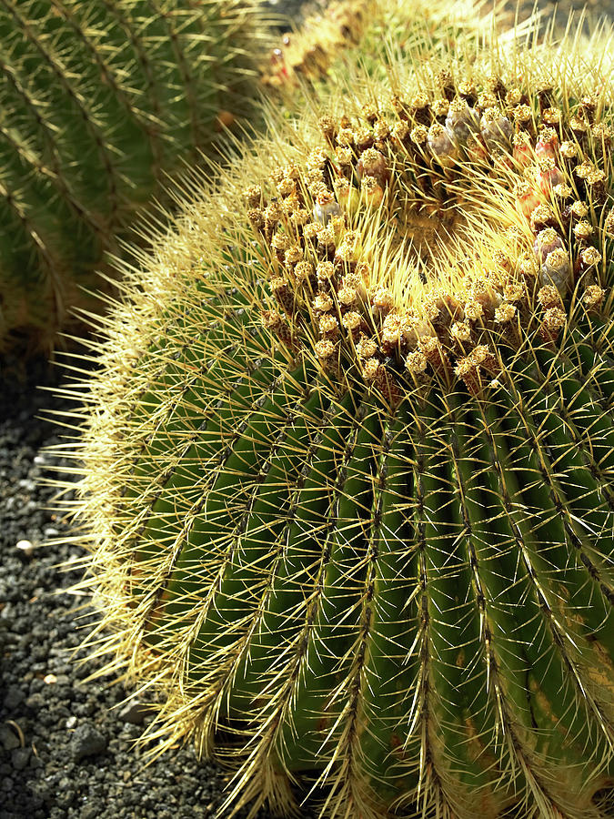 Cactus Plant Photograph by Steve Allen/science Photo Library - Fine Art ...
