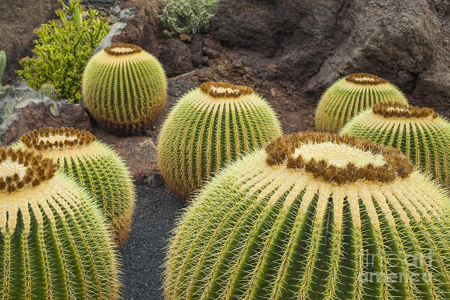 Cactus Plants On Lanzarote Photograph by Patricia Hofmeester