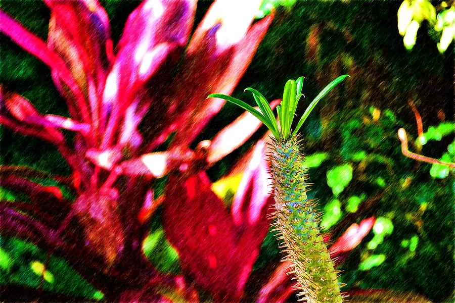 Cactus #1 Photograph by Richard Zentner