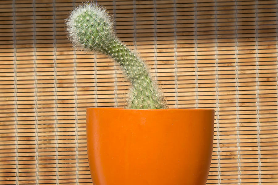 Cactus with penis shape #1 Photograph by Fernando Trabanco Fotografía