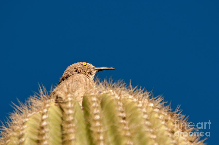 Cactus Wren #1 Photograph by Mark Newman