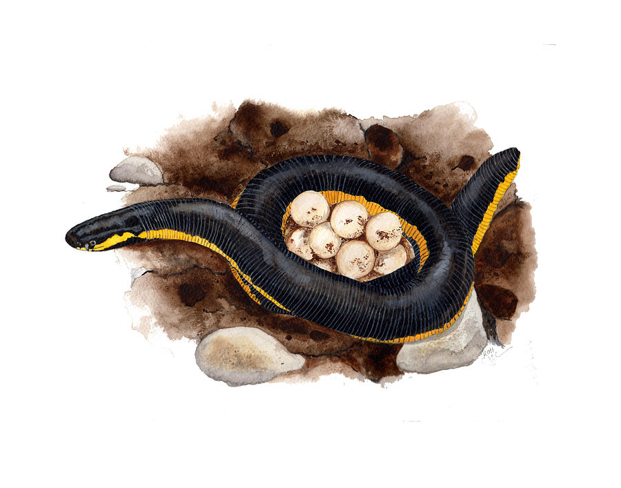 Wildlife Painting - Caecilian by Cindy Hitchcock