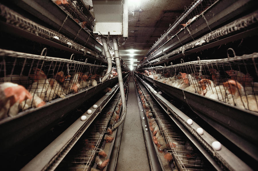 Caged Chickens On A Battery Farm #1 Photograph by Peter Menzel/science Photo Library