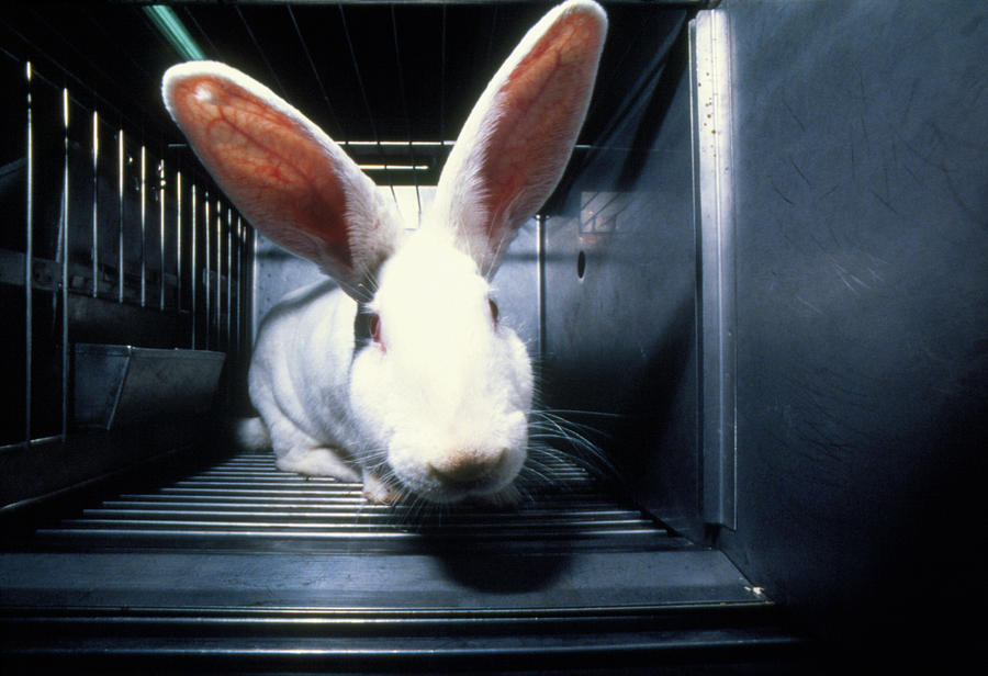 Caged Laboratory Rabbit Awaiting Experimentation Photograph by Klaus