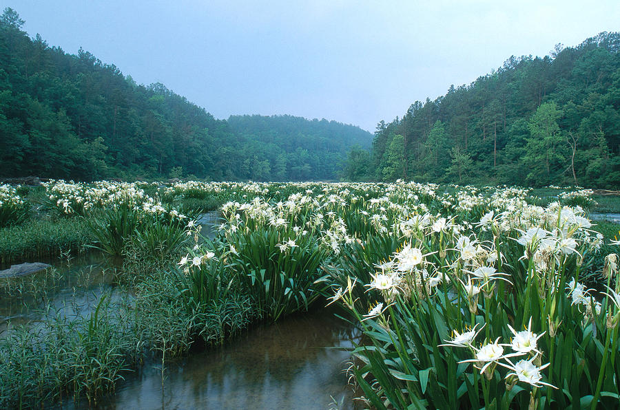 Cahaba River With Lilies #1 Photograph by Jeffrey Lepore