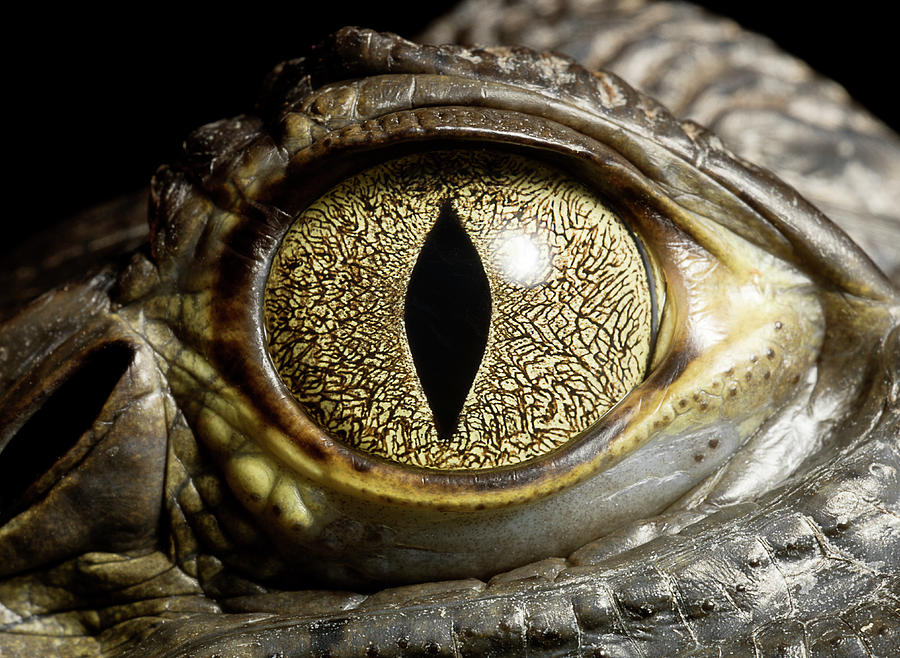 Caiman Crocodiles Eye, Close Up #1 Photograph by Jonathan Knowles