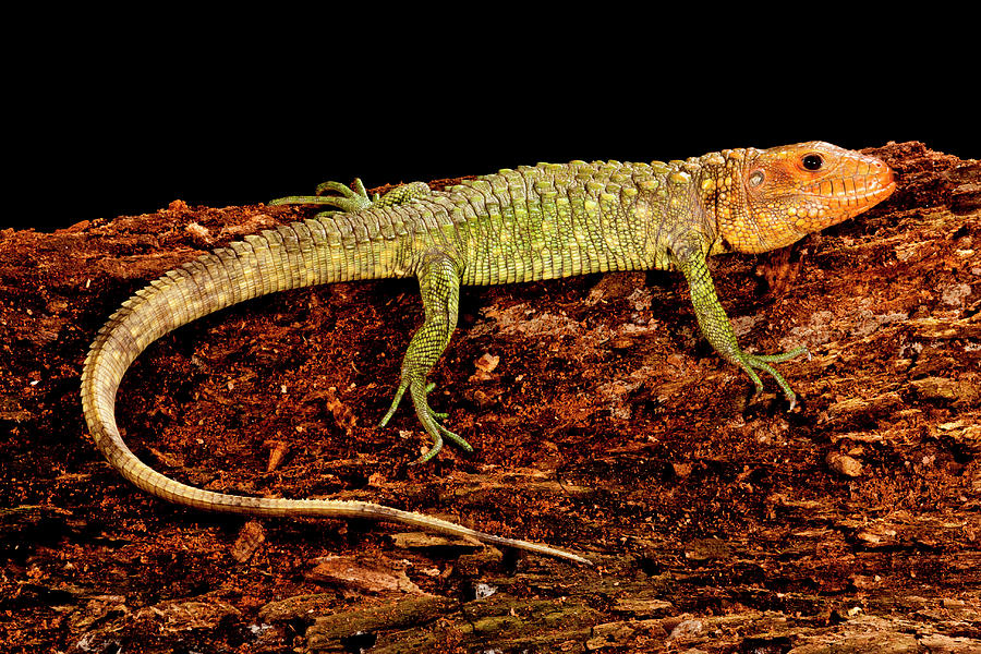 Caiman Lizard, Dracaena Guianensis Photograph by David Northcott - Fine ...