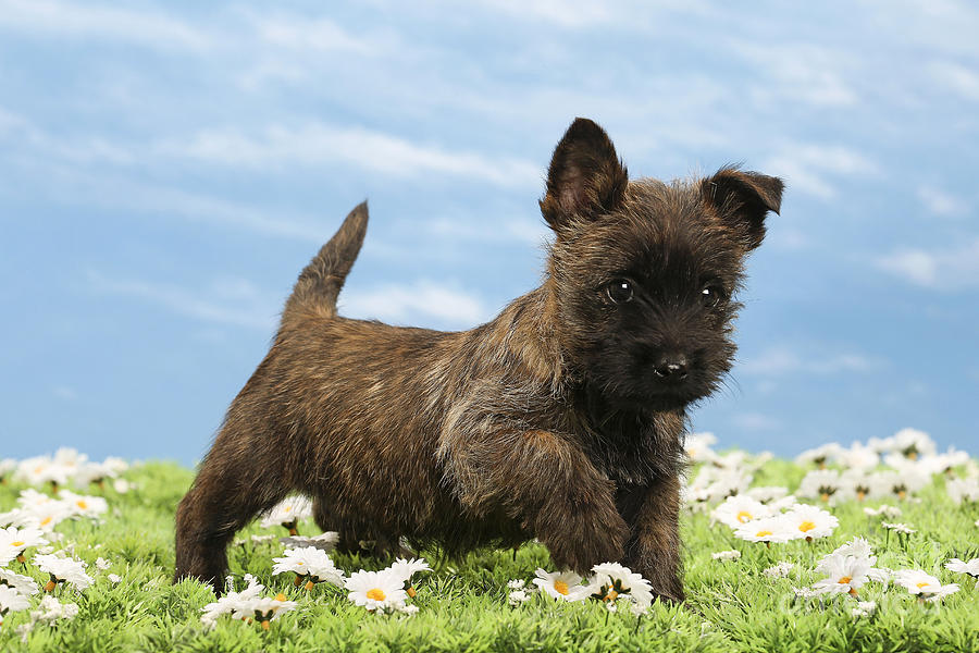 Dog Photograph - Cairn Terrier Puppy Dog #1 by Jean-Michel Labat