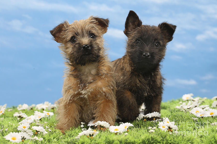 Cairn Terrier Puppy Dogs #1 Photograph by Jean-Michel Labat