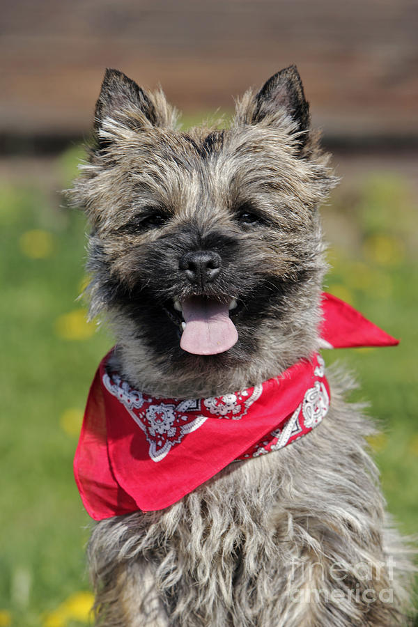 Cairn Terrier Puppy #1 Photograph by Rolf Kopfle