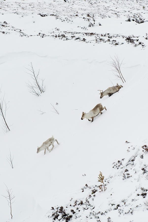 Cairngorm Reindeer In Snow #1 Photograph by Duncan Shaw