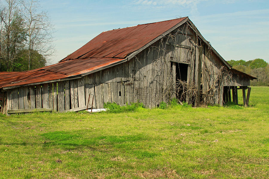 Cajun cypress Barn #1 Photograph by Ronald Olivier - Pixels