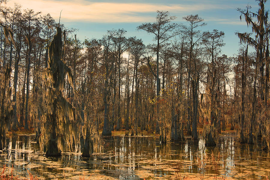 Cajun Swamp #1 Photograph by Ronald Olivier - Pixels